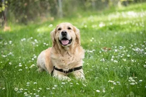 gelukkige golden retriever in gras