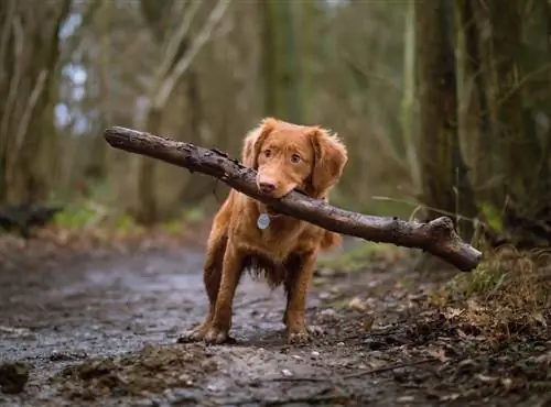 hond wat 'n groot stok dra