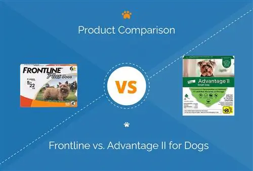 የፊት መስመር vs. Advantage II ለውሾች፡ የቱ የተሻለ ነው?