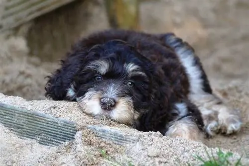 Miniature Aussiedoodle: informācija par suņu šķirni, attēli & Fakti