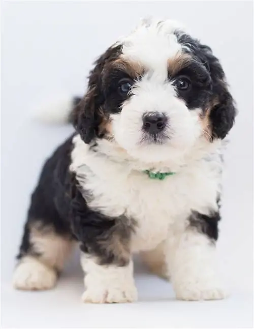 Minijaturno Aussiedoodle štene