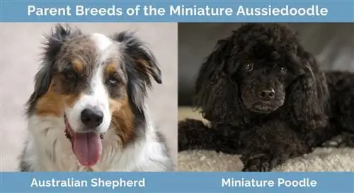 พ่อแม่พันธุ์ของ Miniature Aussiedoodle