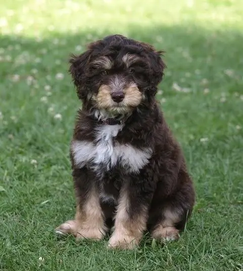 filhote de cachorro Aussiedoodle miniatura marrom e branco