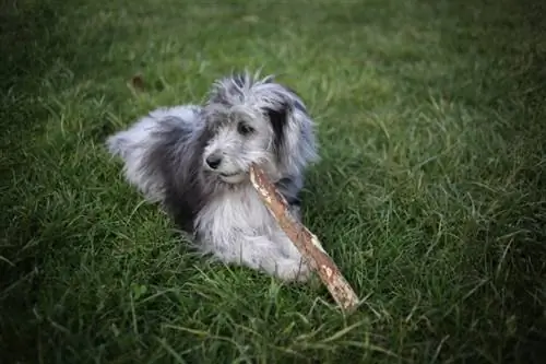 pelēks un b alts mini aussiedoodle kucēns