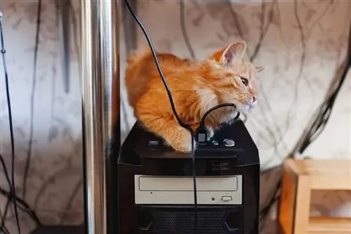 liab tabby kitten zaum ntawm lub computer system chav ua si nrog cov hlua hluav taws xob