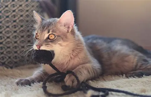 Un petit félin de compagnie mâchant de manière ludique un jouet pour chat mou