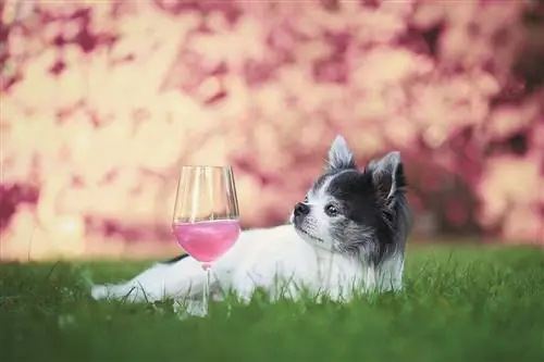 Über 100 Alkoholnamen für Hunde: Wein, Bier & Von Cocktails inspirierte Ideen