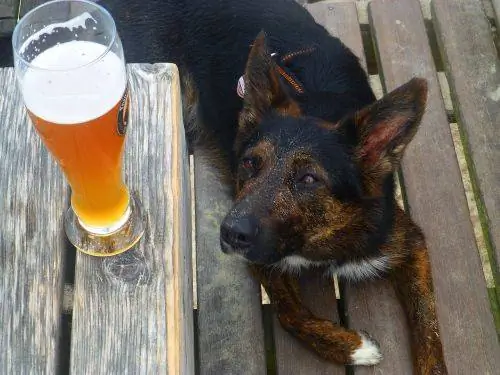 cane che guarda la birra