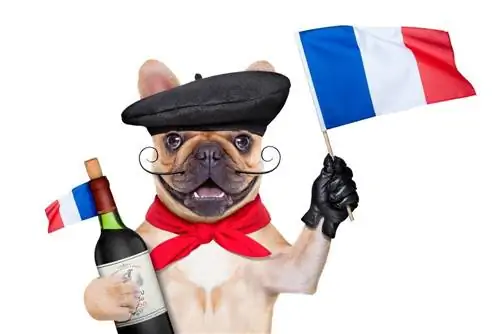 Französischer Hund mit Flagge und Wein