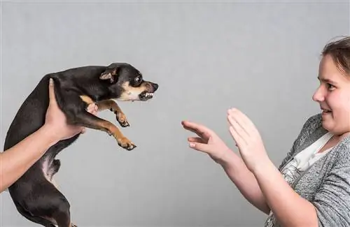 Hoe te voorkomen dat een hond bezitterig wordt van zijn baasje