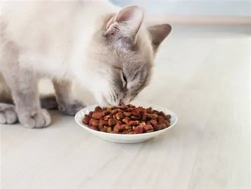 Gatto siamese che mangia cibo secco