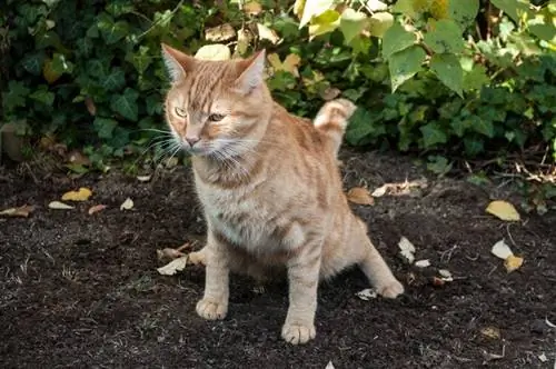 Bagaimana Nak Tahu Kucing Sembelit? Semua yang Anda Perlu Tahu