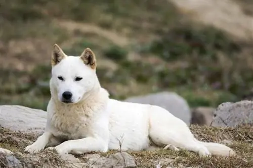 Jindo