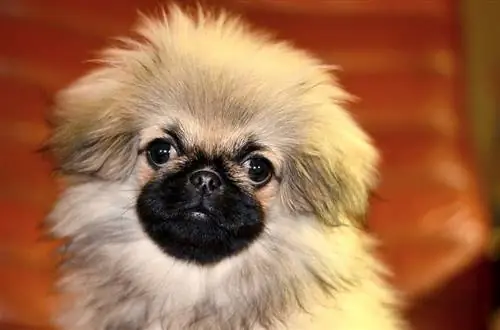 Pekingeser