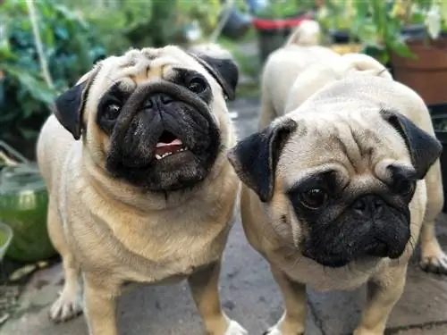 11 honde wat soortgelyk is aan pugs (met foto's)