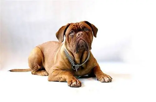 Dog de Bordeaux