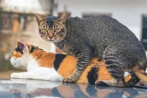 lalaking gray tabby cat na naka-mount sa isang babaeng calico cat