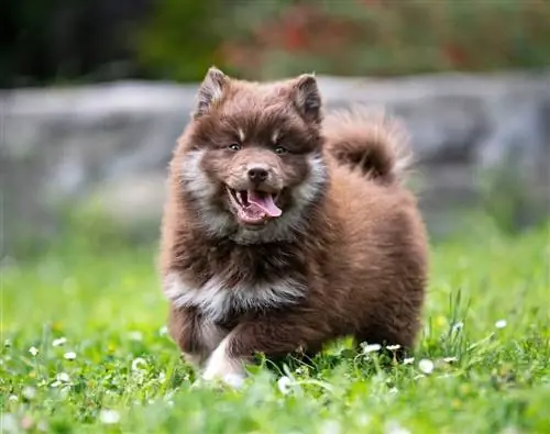 anak anjing Lapphund Finland