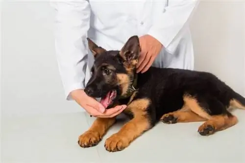 Le chiot berger allemand est nourri et vérifié par un vétérinaire. étouffement, inhalation de petites choses ou inhalation d'objets