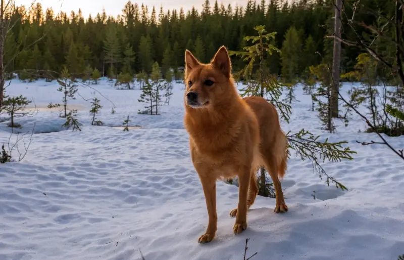 finsk spitz ute i snøen i skogen