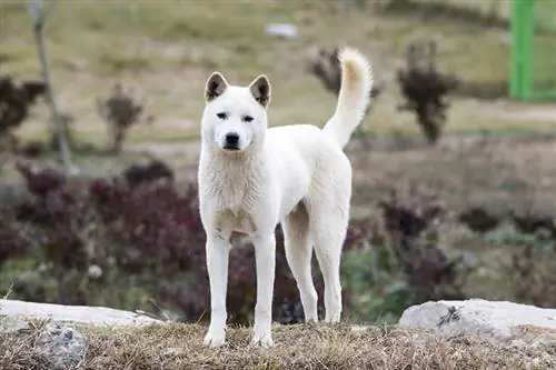 kórejský jindo pes vonku