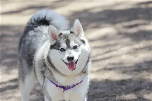 Klee Kai wa Alaska