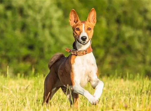 qen basenji që vrapon në livadh