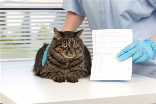 veterinario revisando al gato mientras tiene un certificado de salud para mascotas