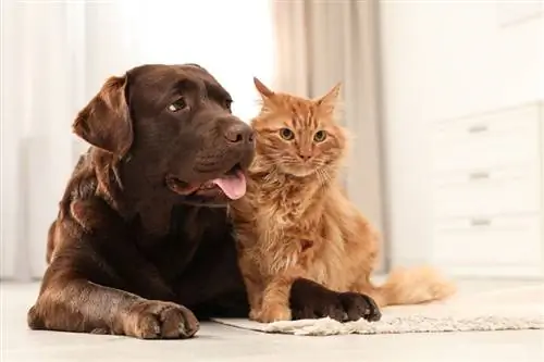 Katze und Hund zusammen auf dem Boden drinnen