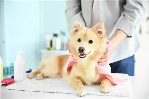 chó Spitz tại salon chải chuốt