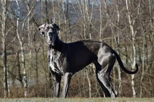 Quanto custa um Dogue Alemão? (Guia de Preços 2023)