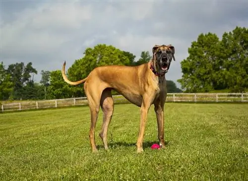 fawn Duitse dog