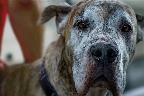 brindled Great Dane