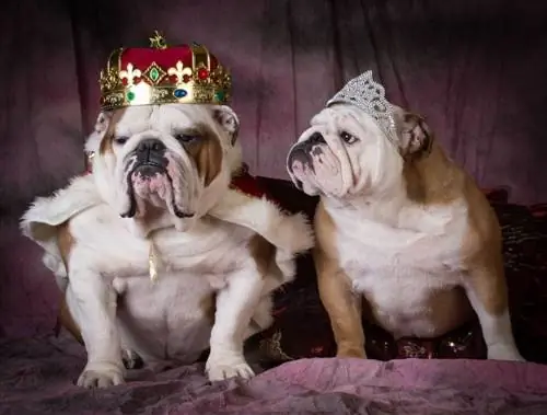 rei i reina mascle femella bulldog