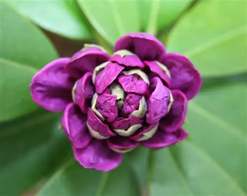 Rhododendron mushuklar uchun zaharlimi? Siz bilishingiz kerak bo'lgan hamma narsa