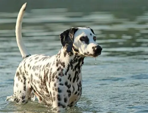 Mögen Dalmatiner Wasser & Wie gut können sie schwimmen? Fakten zur Rasse & FAQ