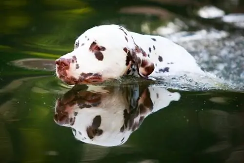 seekor anjing dalmatian berenang di dalam air