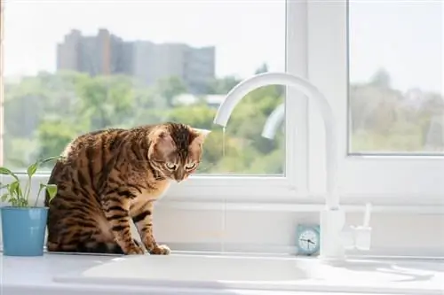 kucing bengal duduk dekat tingkap