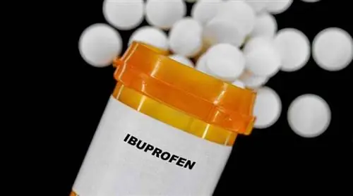 Bạn có thể cho chó uống Ibuprofen để giảm đau không? Sự kiện được bác sĩ thú y đánh giá & Câu hỏi thường gặp