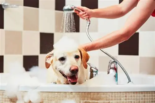 cane labrador che fa il bagno