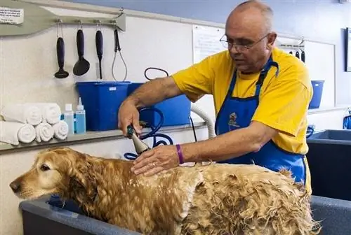 bagno di pulizia profonda per cani