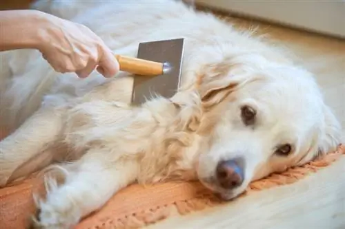 toelettatura del golden retriever