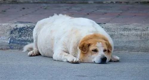 Schwangere Golden Retriever Hündin liegt im Freien