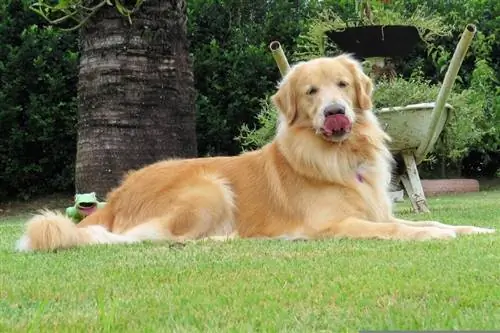 Golden retriever lingând nasul