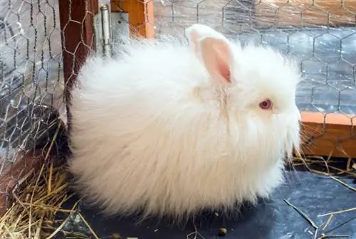 Satin Angora Rabbit: Mga Larawan, Gabay sa Pangangalaga, Haba & Mga Katangian