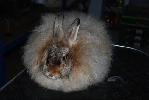 Satin Angora