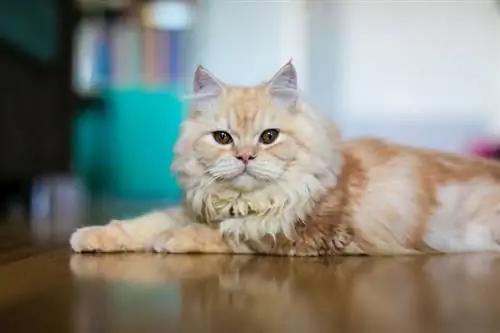 ginger doll face persian cat na nakahiga sa sahig