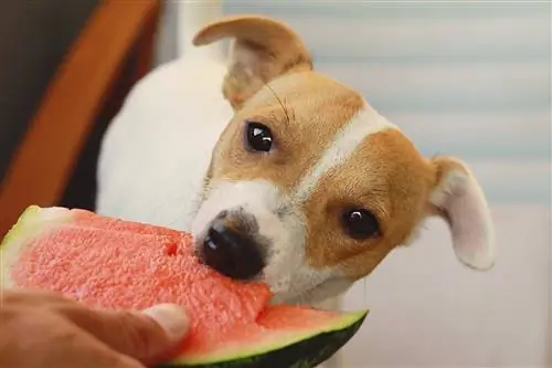 Si Jack Russell Terrier ay kumakain ng pakwan