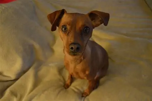 Miniature Pinscher