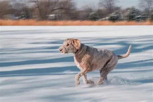 Austrālijas labradoodle Puppy_josiah gaulke_shutterstcok